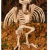 Squelette D'oiseau