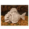 Squelette De Piranha