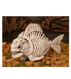 Squelette De Piranha