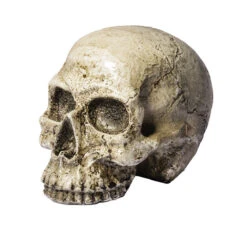 Crâne En Résine