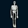 Squelette Plastique 152Cm