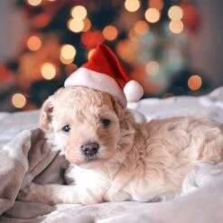 Bonnet De Noel Pour Chien Ou Chat