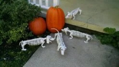 Squelette De Chien Teckel -Netbootic chien squelette luxe halloween 55 cm tekel 1