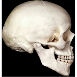 Décor Crânes En Carton