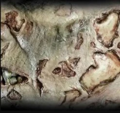 Cicatrice Fx Transferts 3d Machoire Zombie