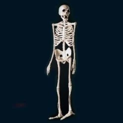 Squelette Plastique 60 Cm