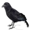 Corbeau Factice En Plumes 32 Cm
